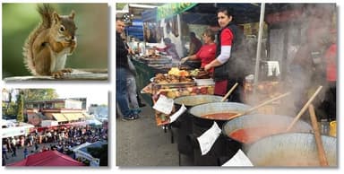 Delicii culinare, ritmuri vesele și distracție la Festivalul Zilele Veverițelor, aproape de Timișoara! Nu rata sărbătoarea din Buziaș!
