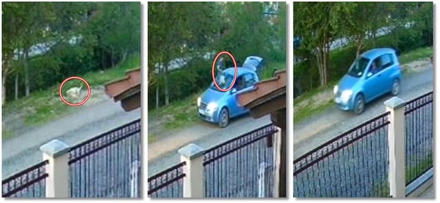  Câine Împușcat și Răpit de un Șofer pe Stradă în Moșnița Nouă – Încă în Căutări