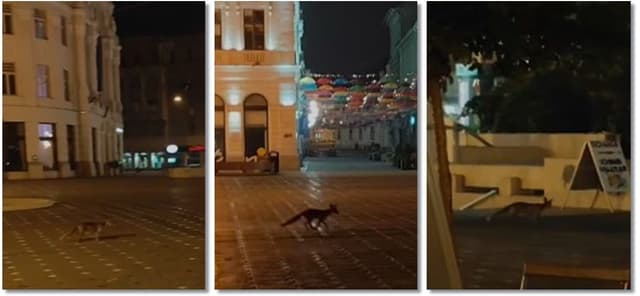  peripețiile ei nocturne în Piața Operei. VIDEO capturat sâmbătă seara!