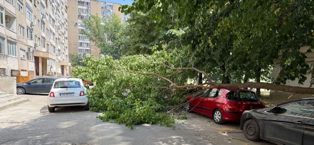 Copac căzut distruge mașini într-o parcare din Timișoara - Imagini video dramatice!