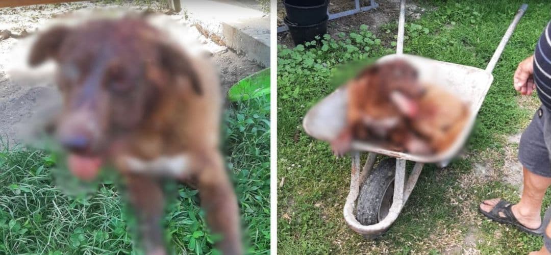 Bărbat Bea și Își Leagă și Bate Câinele Nevinovat în Răchita