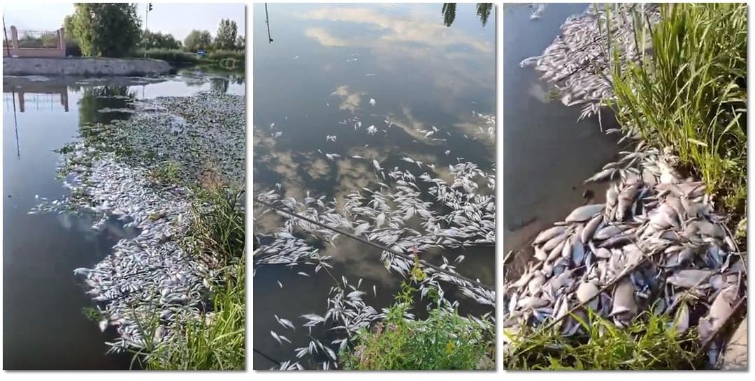 Pescuit Mort Masiv Lângă Timișoara, Imagini Șocante! VIDEO