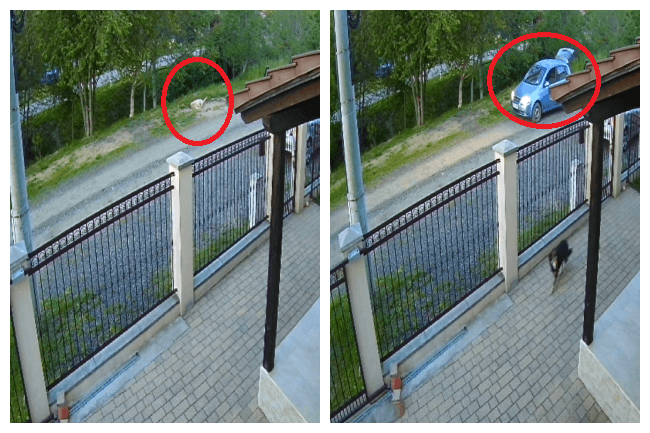  Câine Fără Stăpân Împușcat în Moșnița Nouă - Ancheta Poliției în Curs de Desfășurare
