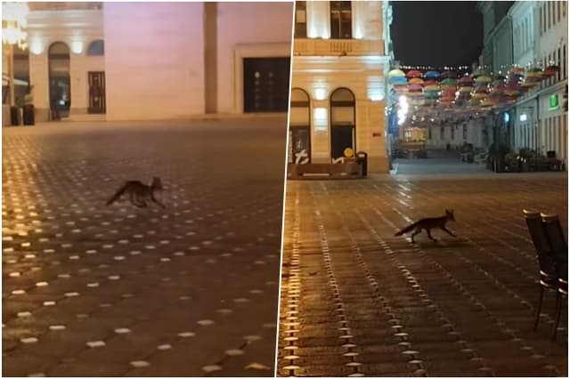  vulpe observată traversând Piața Victoriei din Timișoara