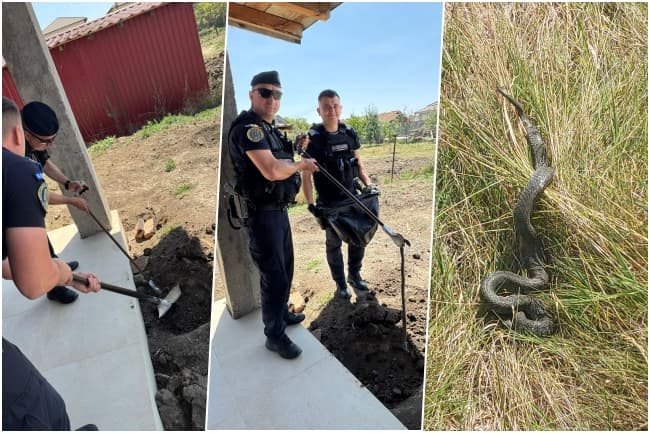 O tânără însărcinată, înspăimântată de un șarpe în curte; salvatorii jandarmi la datorie