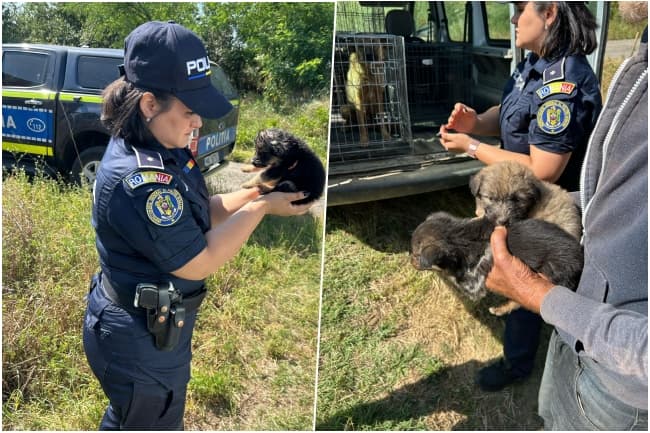 Opt câini salvați de polițiști din condiții mizerabile în Ficatar, Timiș; preluați de o asociație de protecție a animalelor
