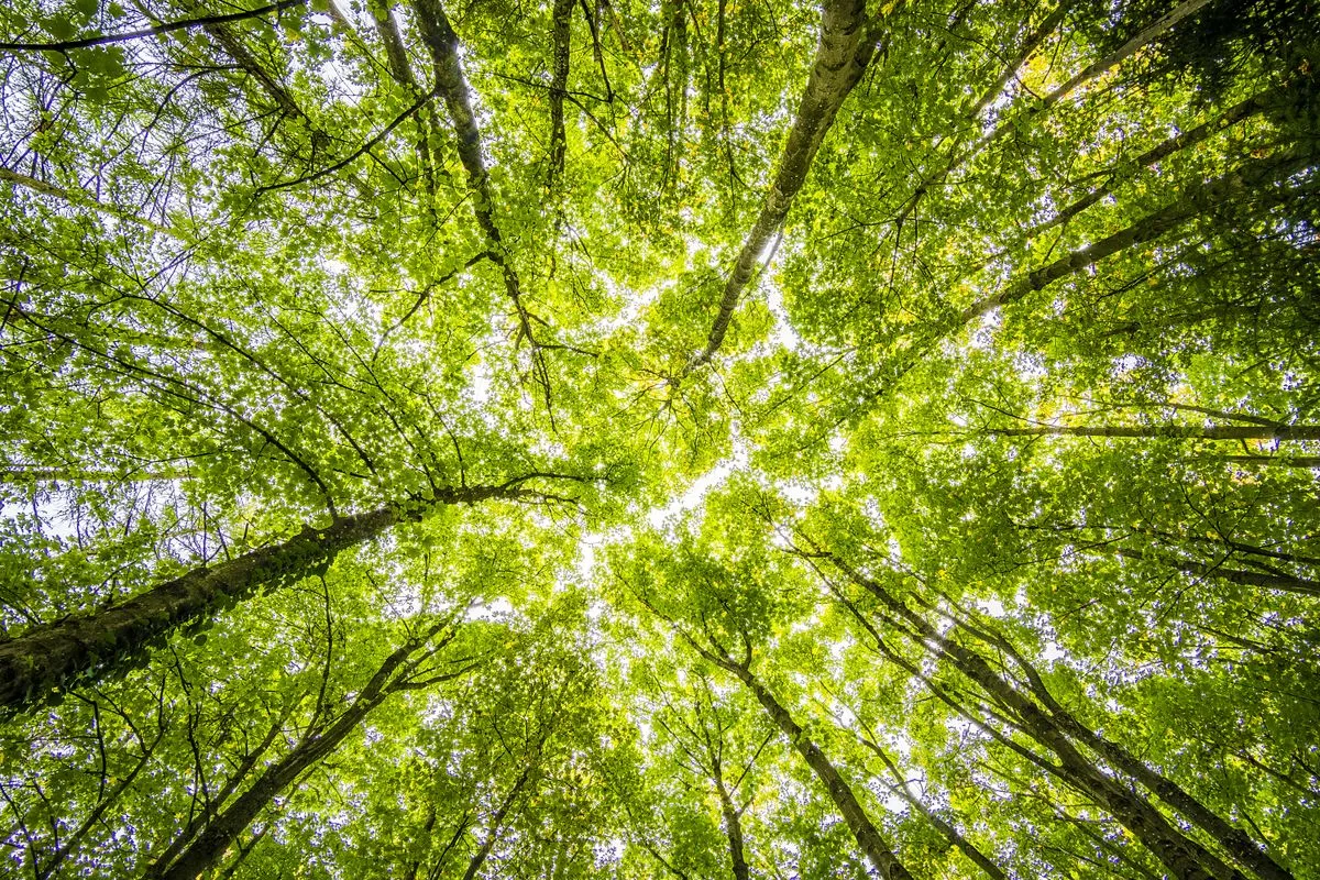 Timișoara: 12 arbori remarcabili identificați în Parcul Copiilor și Regina Maria